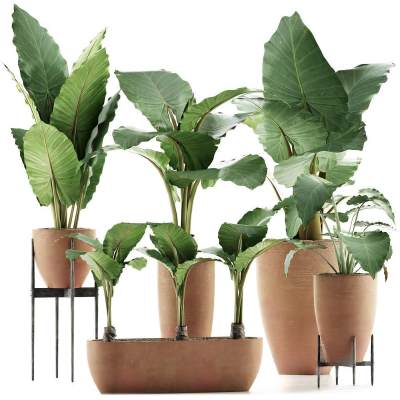 植物系列